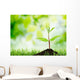 Soil Sapling Tree White Wall Decal