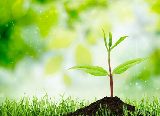 Soil Sapling Tree White Wall Decal