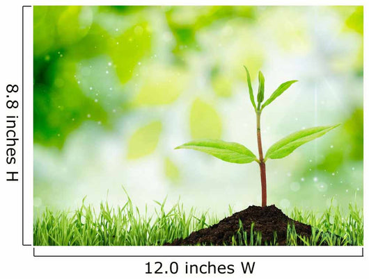 Soil Sapling Tree White Wall Decal