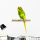 Budgerigar Parrot Wall Decal Design 4