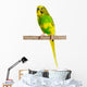Budgerigar Parrot Wall Decal Design 4