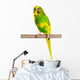 Budgerigar Parrot Wall Decal Design 4