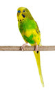 Budgerigar Parrot Wall Decal Design 4