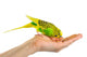 Budgerigar Parrot Wall Decal Design 3