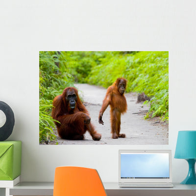 Mom with Baby Orangutan Wall Decal shown on a wall