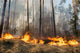 Forest Fire Progress Wall Decal