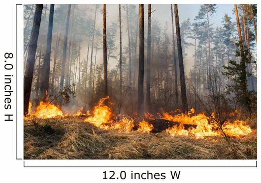 Forest Fire Progress Wall Decal