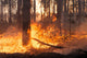 Big Forest Fire Pine Wall Decal