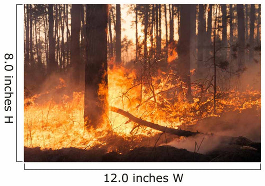 Big Forest Fire Pine Wall Decal