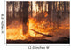 Big Forest Fire Pine Wall Decal