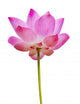 Lotus Wall Decal