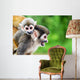 Squirrel Monkey Mother and Wall Decal