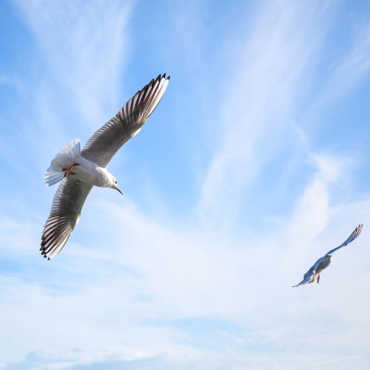 Two Seagulls Fly Blue Wall Decal