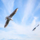Two Seagulls Fly Blue Wall Decal