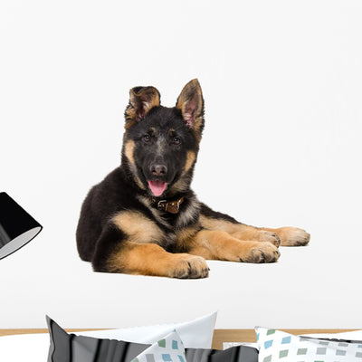 Portrait Curious German Shepherd Wall Decal shown on a wall