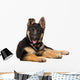 Portrait Curious German Shepherd Wall Decal