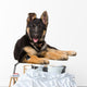 Portrait Curious German Shepherd Wall Decal