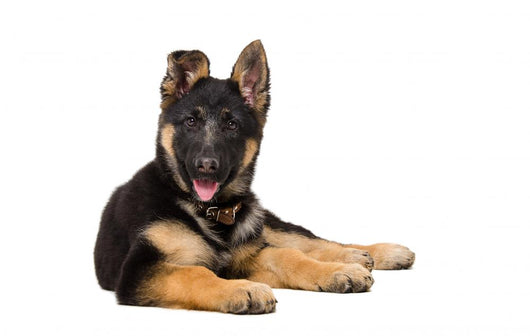 Portrait Curious German Shepherd Wall Decal