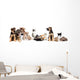 Kitten and Puppy Playing Wall Decal Panoramic Wall Decal