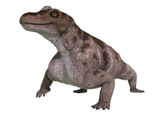 Dinosaur Keratocephalus Wall Decal Design 6