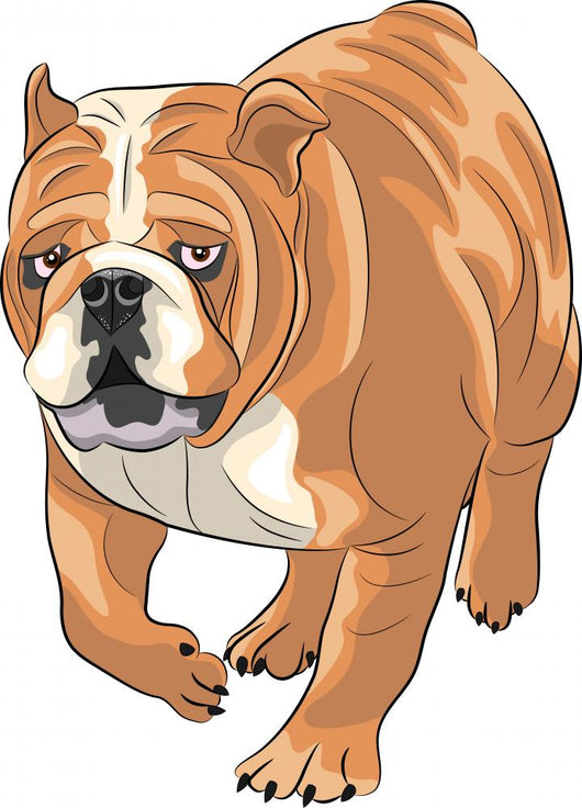 English Bulldog Wall Decal