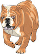 English Bulldog Wall Decal