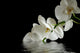 Orchid Flower Reflection Wall Decal