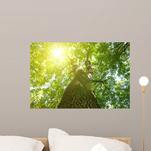 Forest Trees Wall Decal