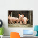 Schweinestall Neugierige Ferkel Laufen Wall Decal