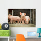 Schweinestall Neugierige Ferkel Laufen Wall Decal