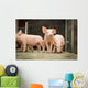 Schweinestall Neugierige Ferkel Laufen Wall Decal