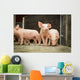 Schweinestall Neugierige Ferkel Laufen Wall Decal