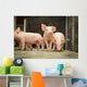 Schweinestall Neugierige Ferkel Laufen Wall Decal