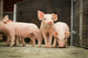 Schweinestall Neugierige Ferkel Laufen Wall Decal
