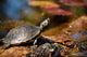 Turtle Sitting Log Swamp Wall Decal