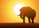 Elephant Silhouette Wall Decal Design 2