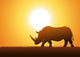 Rhinoceros Silhouette Wall Decal Design 2