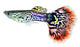 Guppy Fish Poecilia Reticulata Wall Decal Design 1