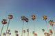 Palm Trees Retro Style Wall Decal