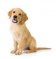 Golden Retriever Dog Sitting Wall Decal
