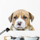 Pit Bull Puppy Dog Wall Decal