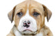 Pit Bull Puppy Dog Wall Decal