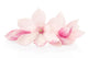 Pink Spring Magnolias Wall Decal