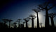 Baobabs Wall Decal