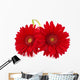 Fresh Gerbera Flowers Wall Decal