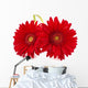 Fresh Gerbera Flowers Wall Decal