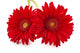 Fresh Gerbera Flowers Wall Decal