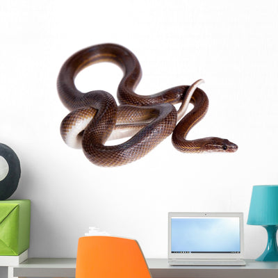 Striped House Snake White Wall Decal Design 2 shown on a wall