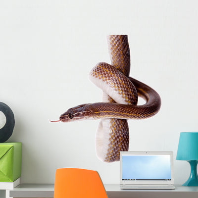 Striped House Snake White Wall Decal Design 1 shown on a wall