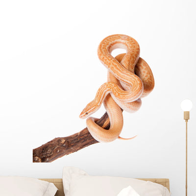 Coiled Cape House Snake Wall Decal shown on a wall